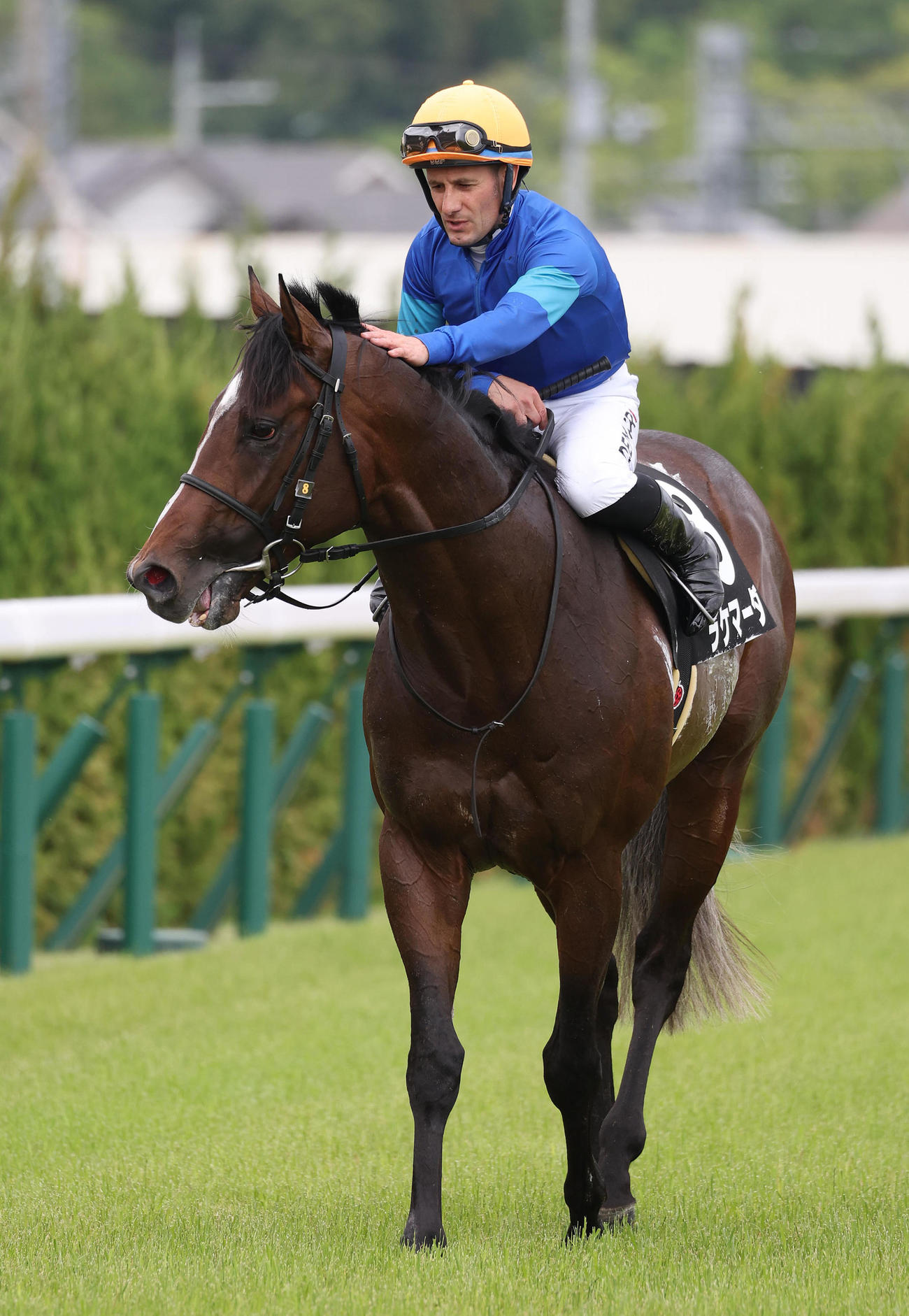 メルボルンTを制したラケマーダの首筋をなでてねぎらうM・デムーロ騎手（撮影・白石智彦）