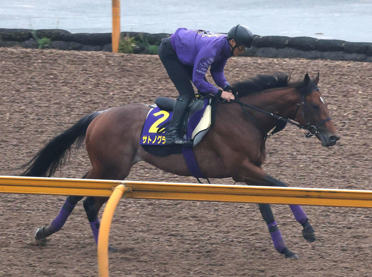 Cウッドでキャンター調整するサトノグランツ（撮影・白石智彦）