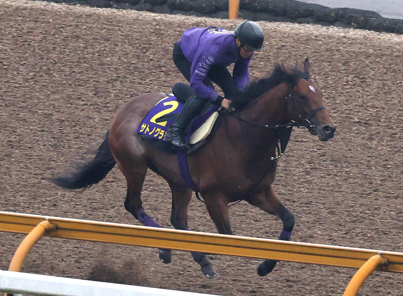 Cウッドでキャンター調整するサトノグランツ（撮影・白石智彦）