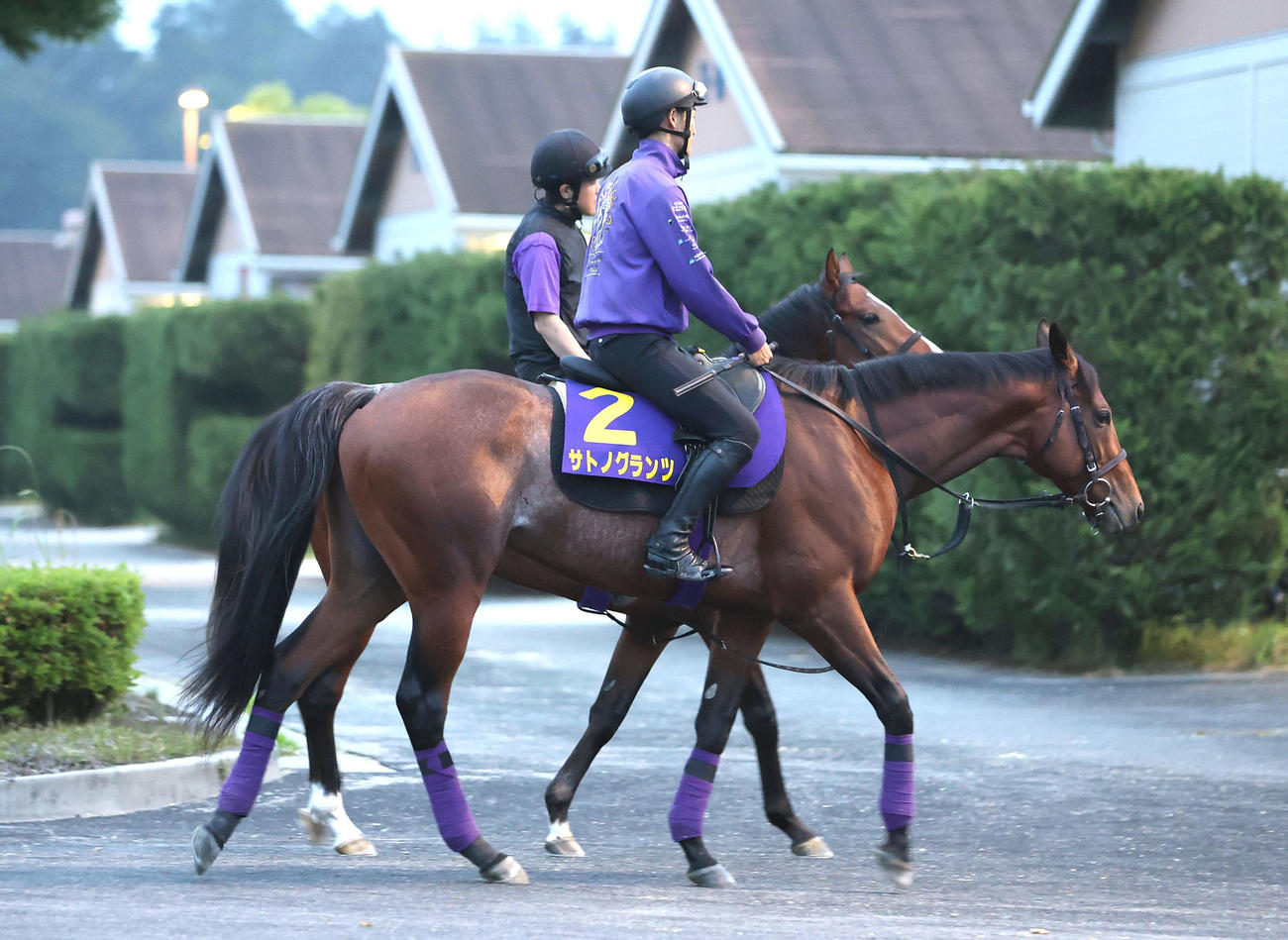 厩舎周りで運動するサトノグランツ（撮影・白石智彦）