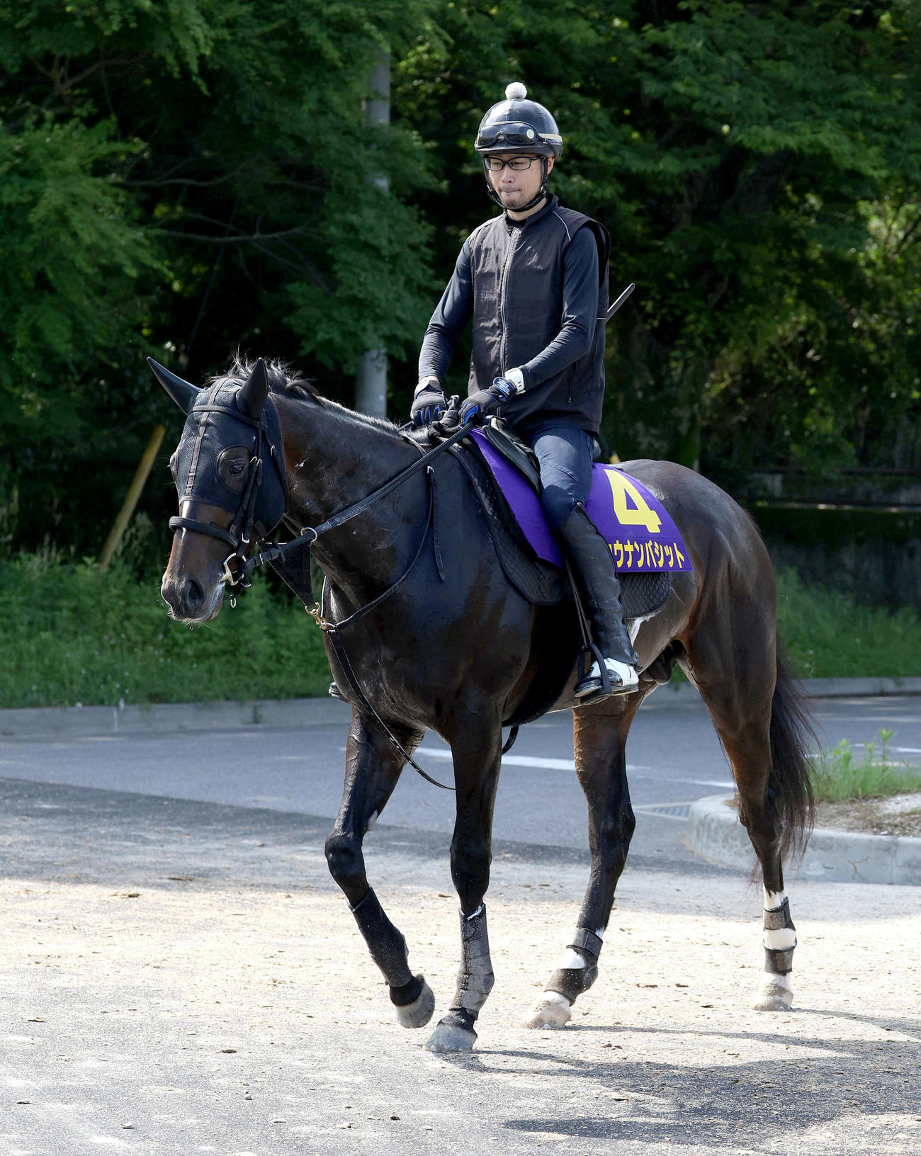 厩舎周りで運動するショウナンバシット（撮影・白石智彦）