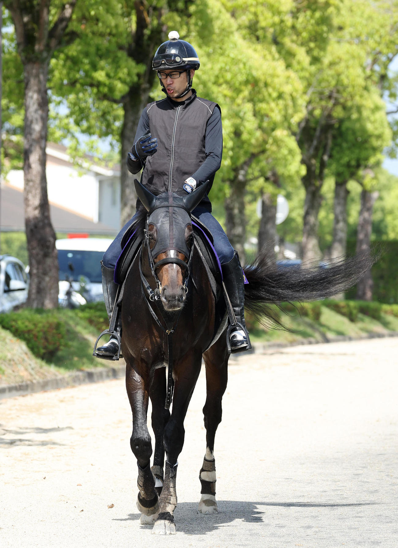厩舎周りで運動するショウナンバシット（撮影・白石智彦）