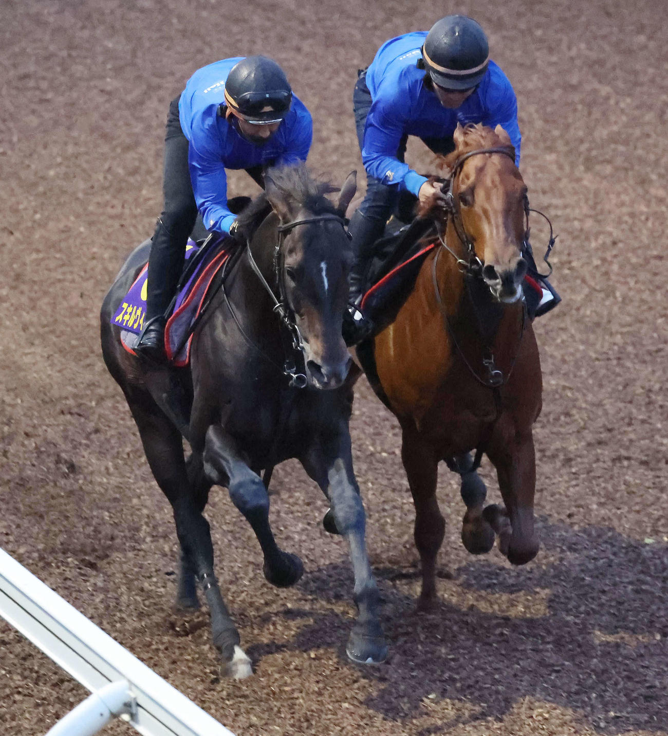 スキルヴィング（左）は美浦坂路を併せ馬で追い切られた（撮影・丹羽敏通）