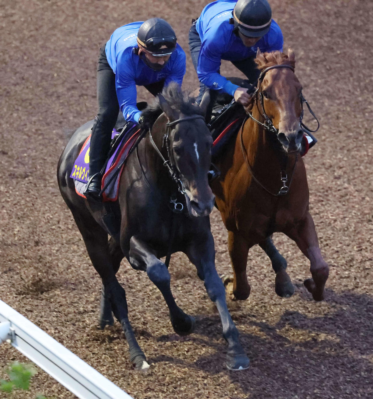 スキルヴィング（左）は美浦坂路を併せ馬で追い切られた（撮影・丹羽敏通）