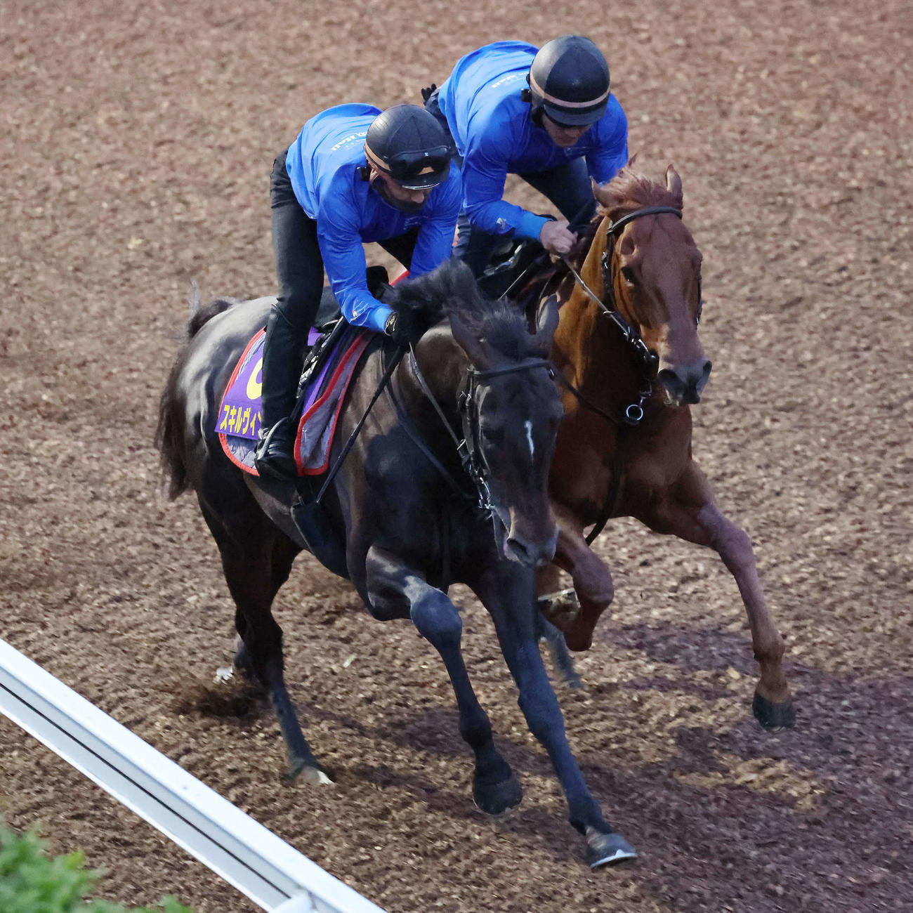 スキルヴィング（左）は美浦坂路を併せ馬で追い切られた（撮影・丹羽敏通）