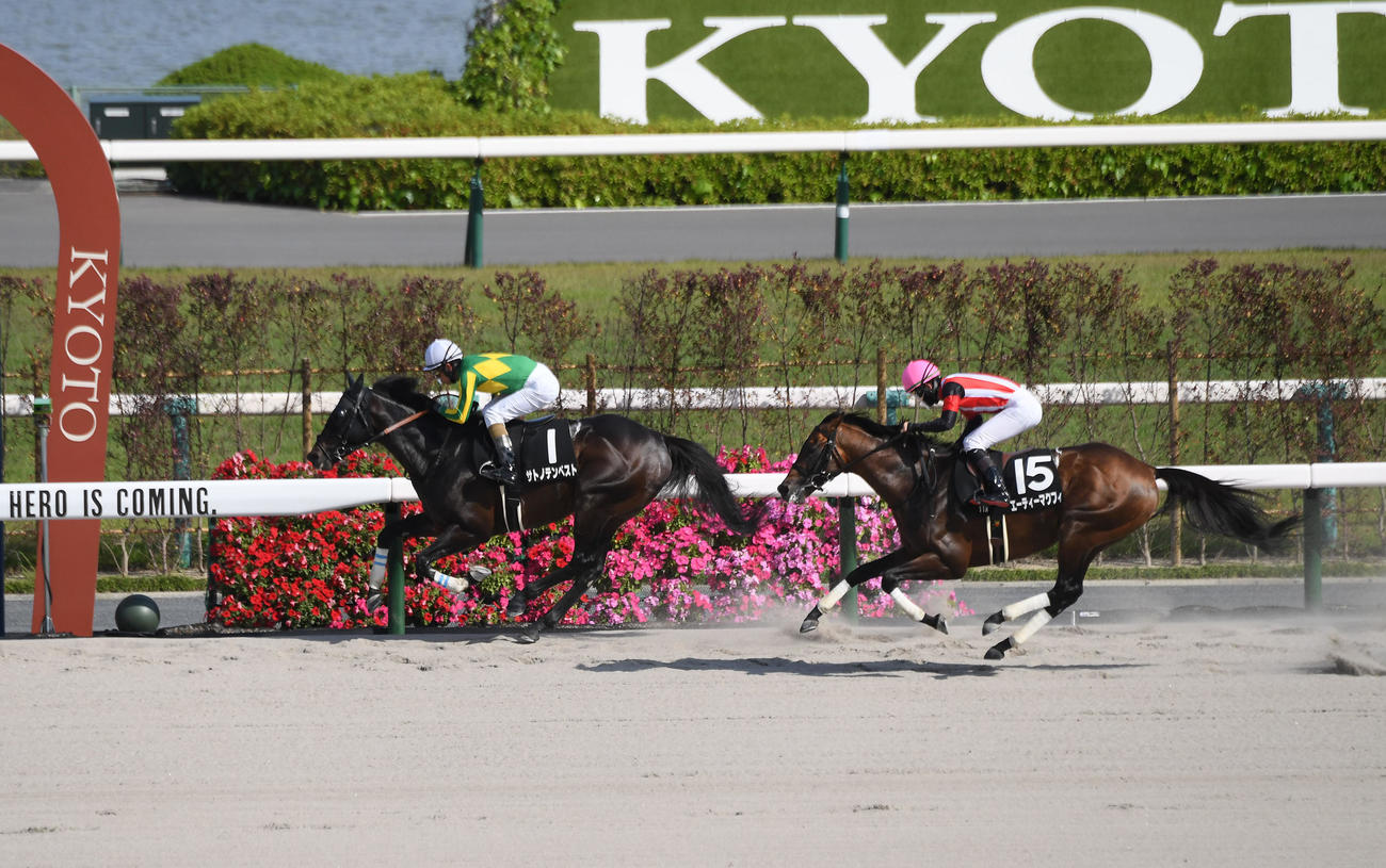 高瀬川ステークス　1着でゴールしたサトノテンペスト（撮影・滝沢美穂子）