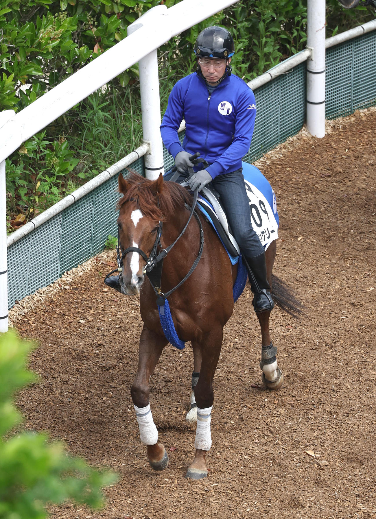 逍遥馬道で運動するボッケリーニ（撮影・白石智彦）