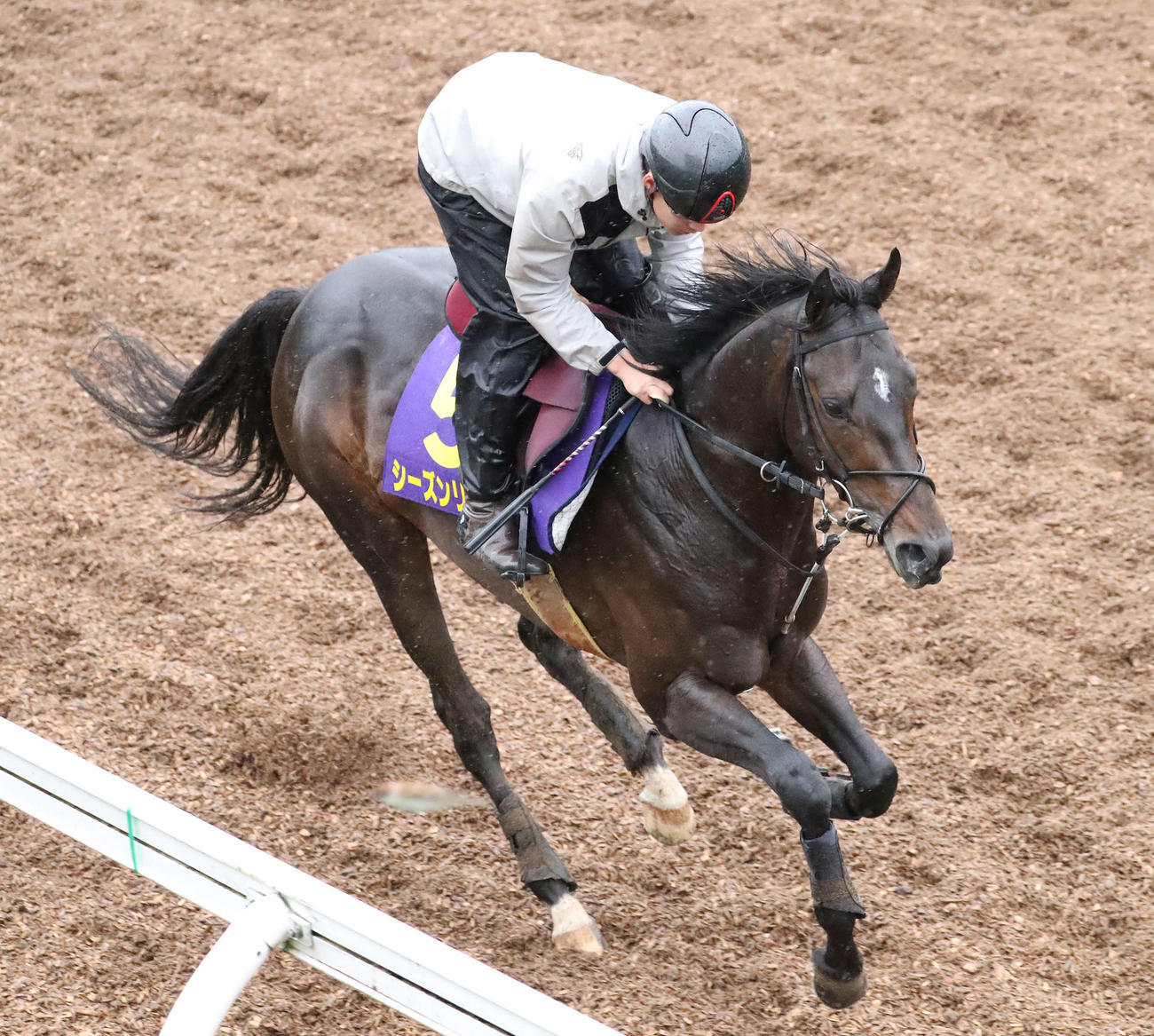 美浦坂路を駆け上がるシーズンリッチ（撮影・丹羽敏通）