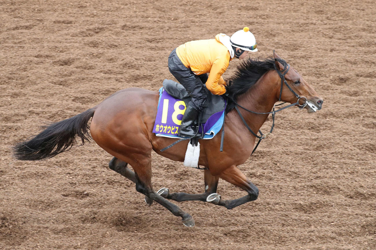 美浦坂路を駆け上がるホウオウビスケッツ（撮影・丹羽敏通）