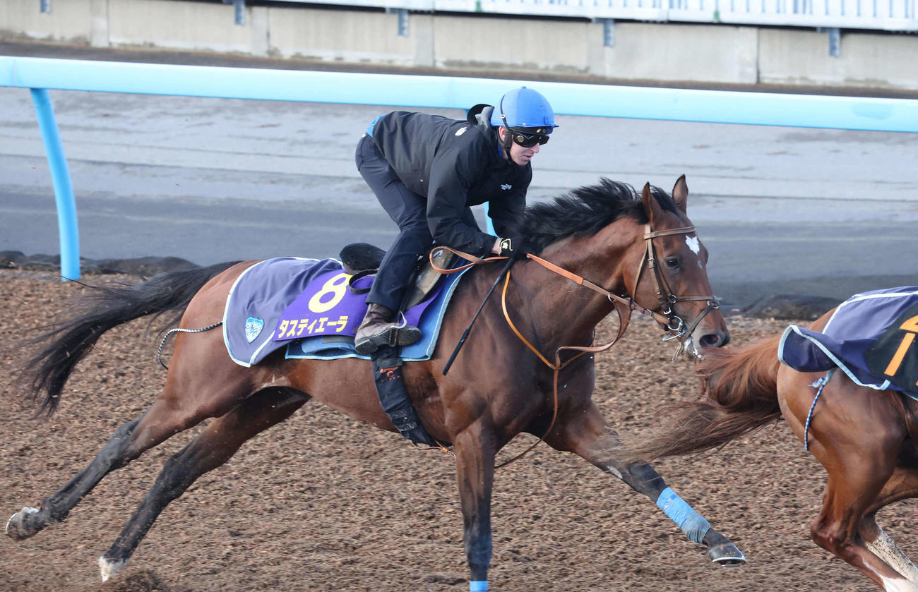 タスティエーラはレーン騎手を背に美浦ウッドを併せ馬で追い切られた（撮影・丹羽敏通）