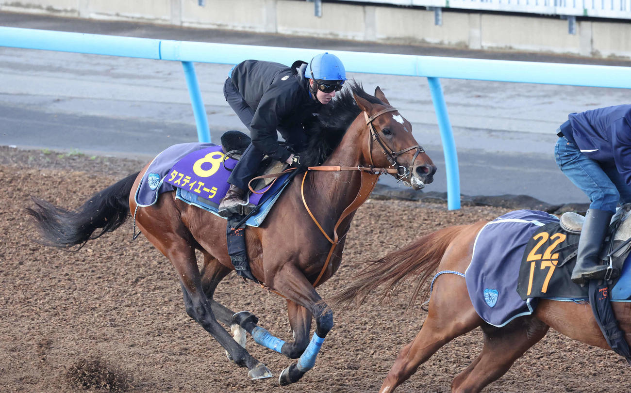 タスティエーラ（左）はレーン騎手を背に美浦ウッドを併せ馬で追い切られた（撮影・丹羽敏通）