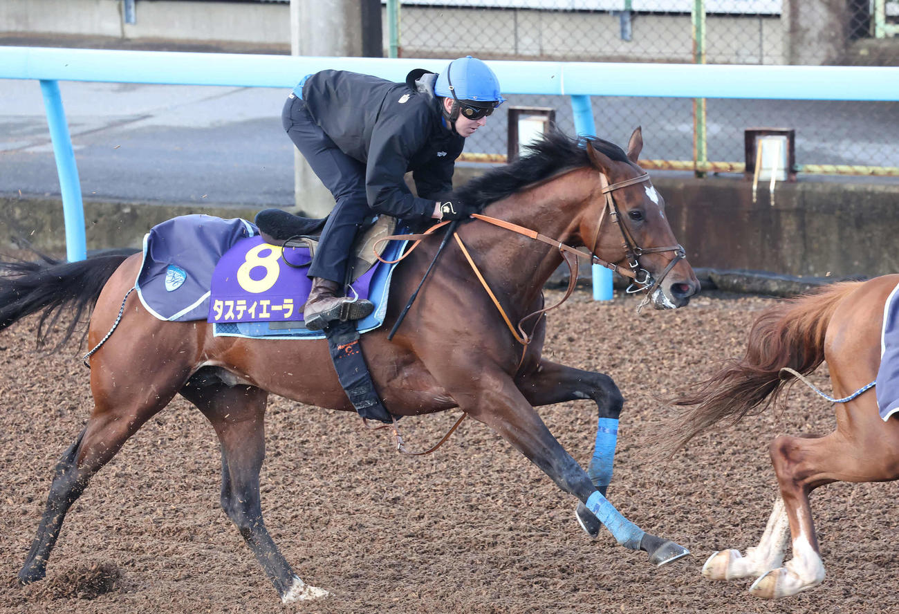 タスティエーラはレーン騎手を背に美浦ウッドを併せ馬で追い切られた（撮影・丹羽敏通）