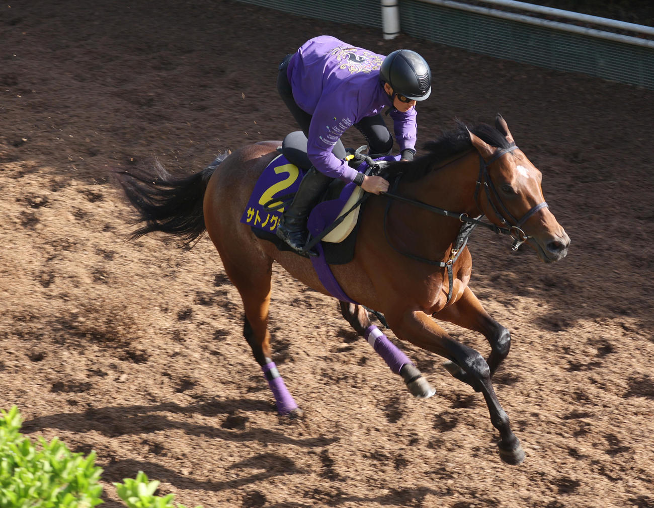 坂路で追い切るサトノグランツ