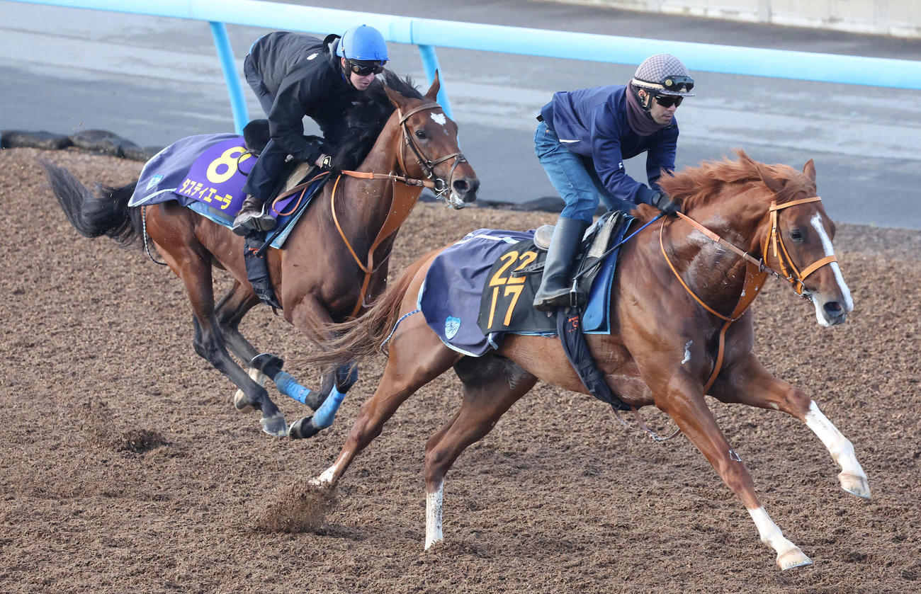 タスティエーラ（左）はレーン騎手を背に美浦ウッドを併せ馬で追い切られた（撮影・丹羽敏通）