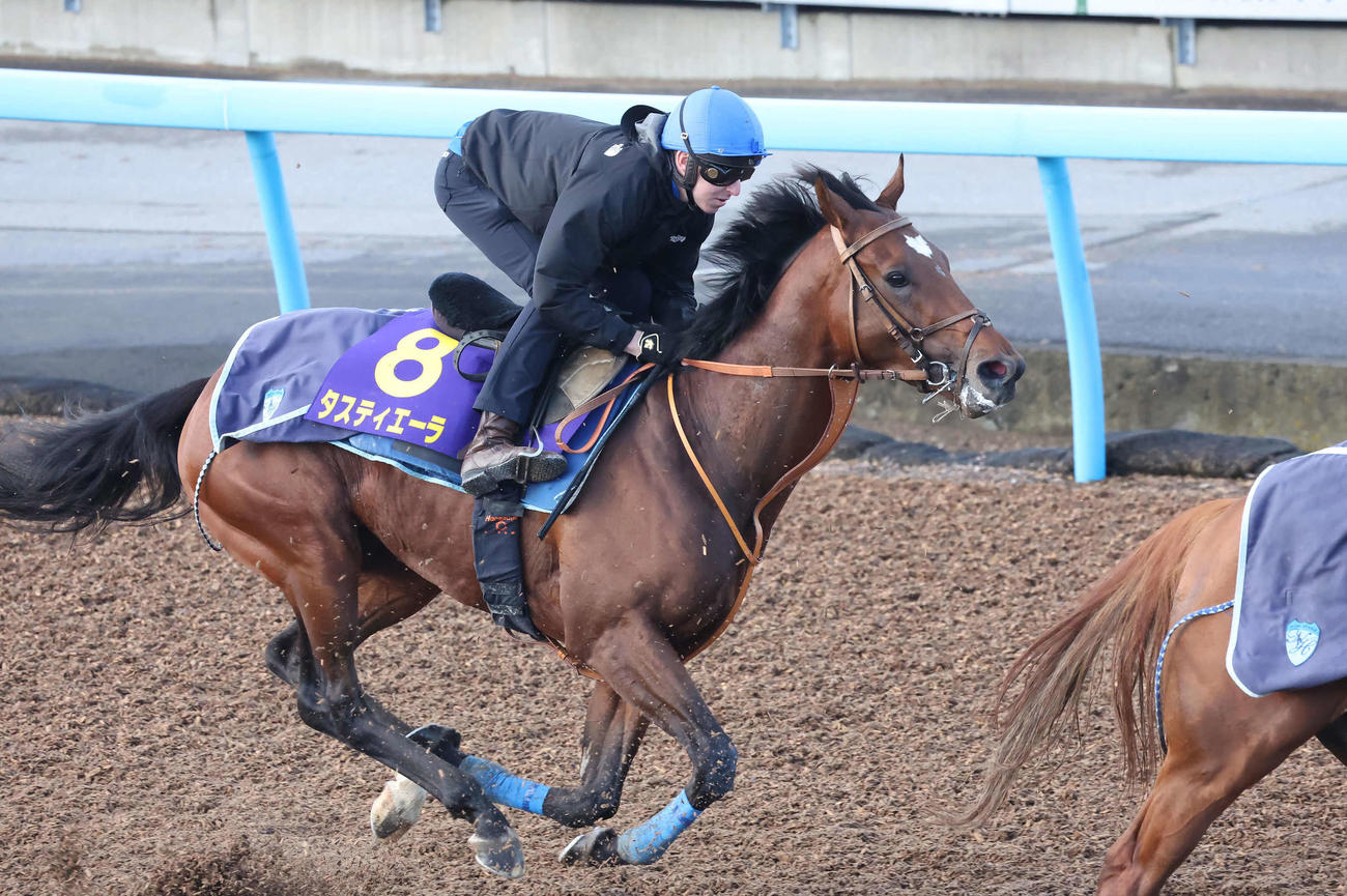 タスティエーラはレーン騎手を背に美浦ウッドを併せ馬で追い切られた（撮影・丹羽敏通）
