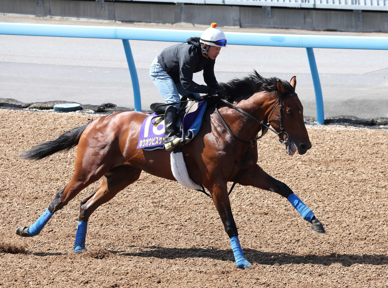 ホウオウビスケッツは丸田騎手を背に美浦ウッドで追い切られた（撮影・丹羽敏通）