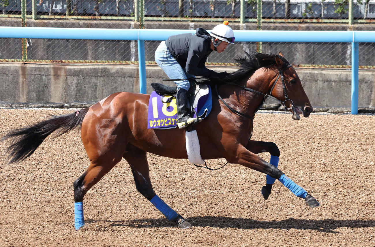 ホウオウビスケッツは丸田騎手を背に美浦ウッドで追い切られた（撮影・丹羽敏通）