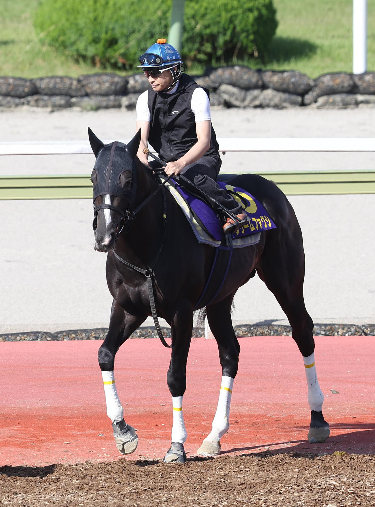 吉田隼騎手を背に馬場入りするフリームファクシ（撮影・白石智彦）