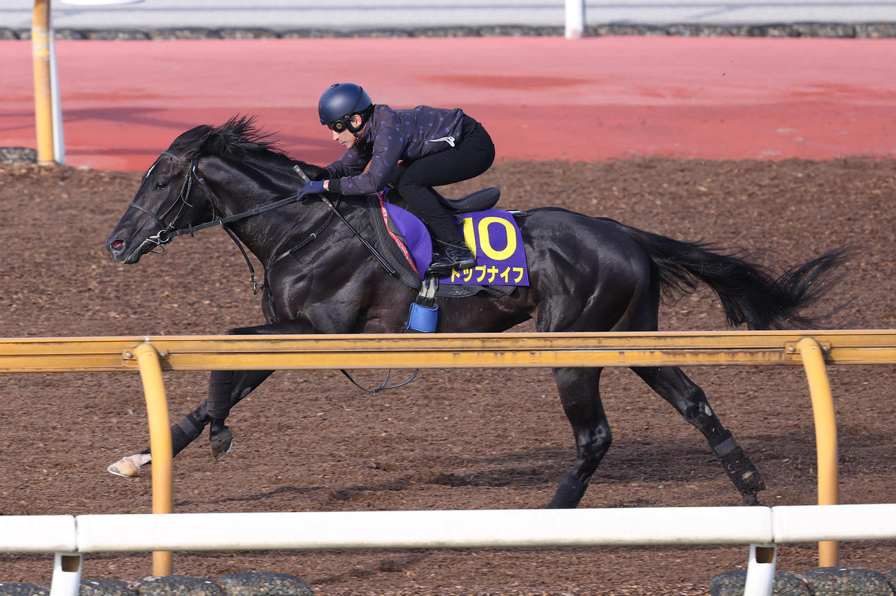 横山典騎手を背にCウッドを併せ馬で追い切るトップナイフ（撮影・白石智彦）