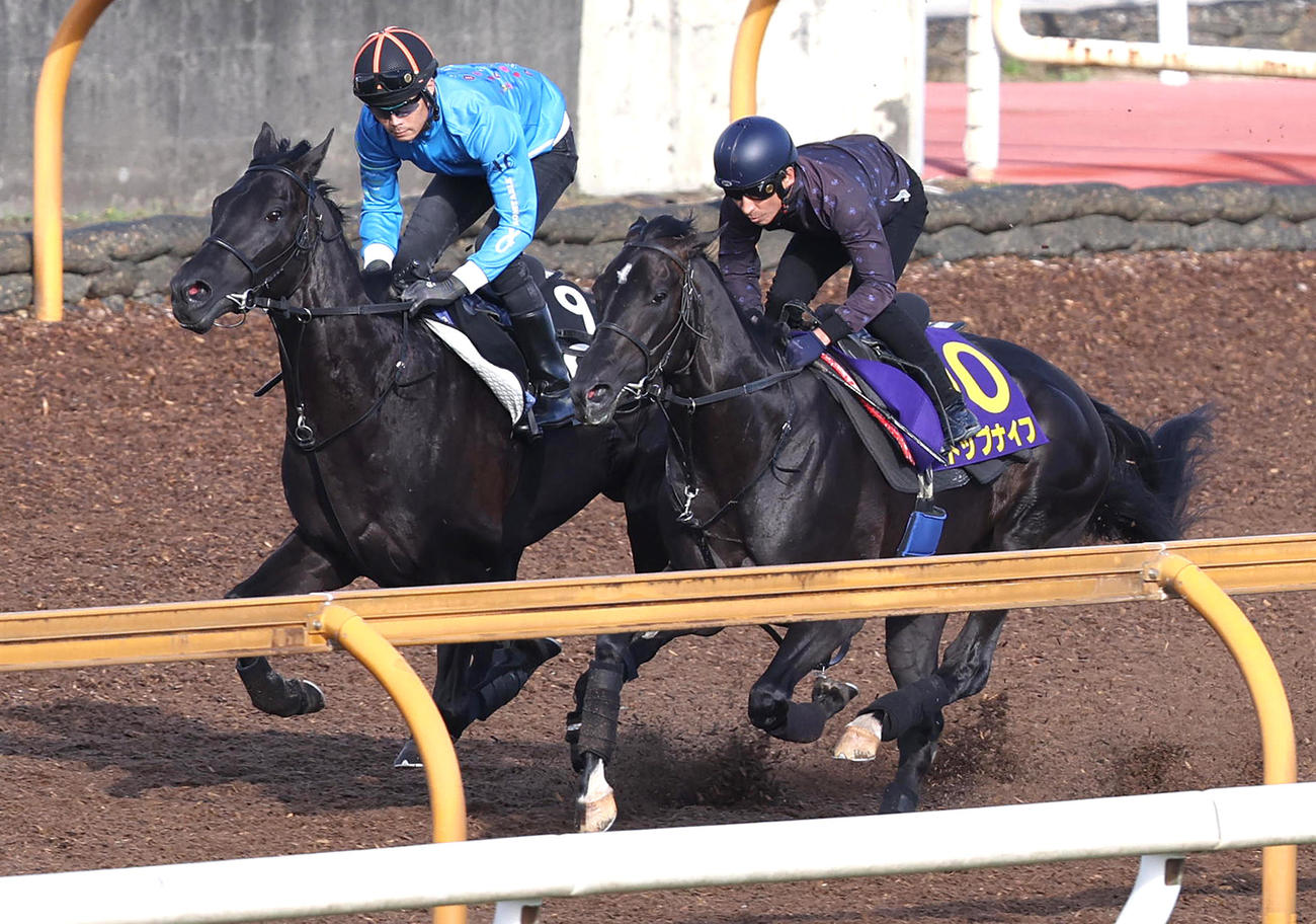 横山典騎手を背にCウッドをヒルノグラスゴー（左）と併せ馬で追い切るトップナイフ（撮影・白石智彦）