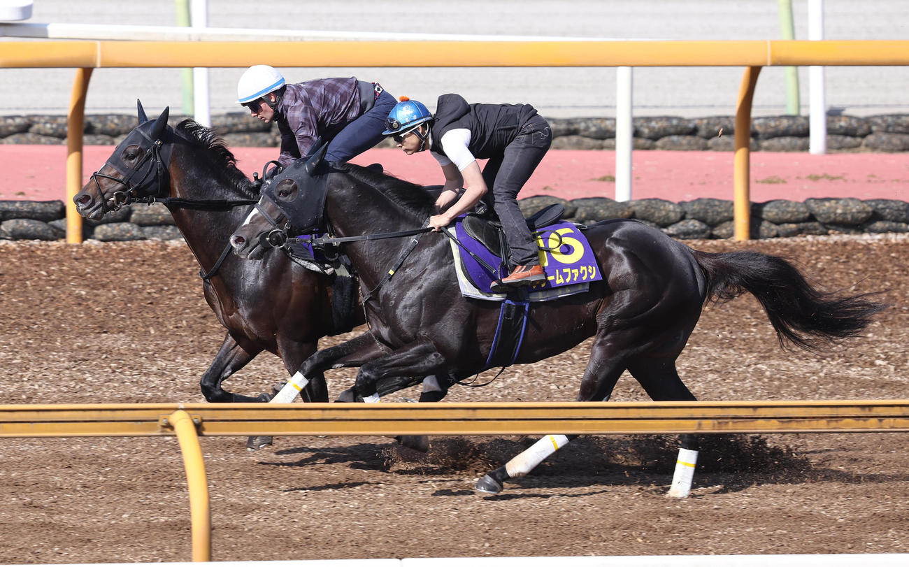 Cウッドを併せ馬で追い切るショウナンバシット（左）とフリームファクシ（撮影・白石智彦）