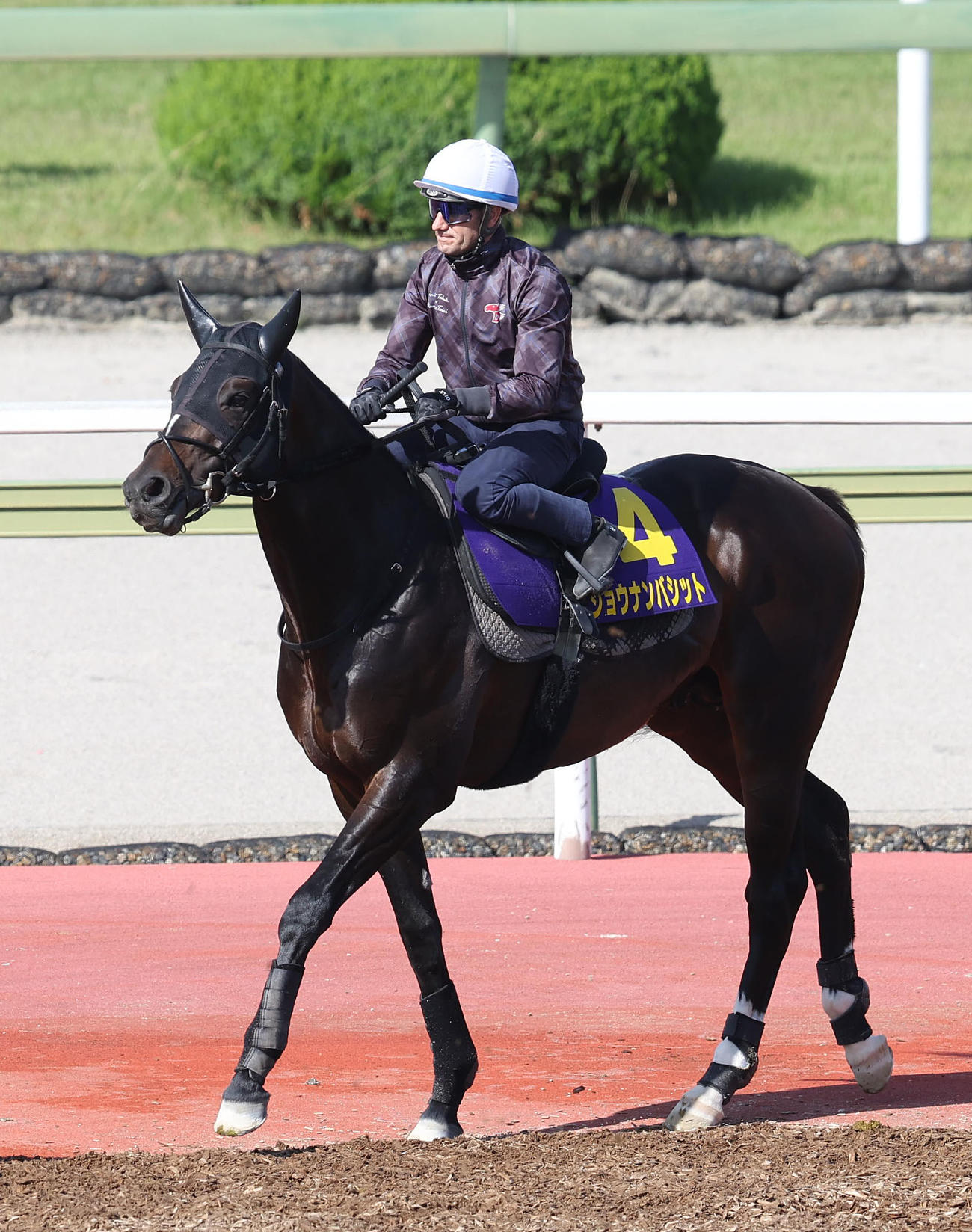 M・デムーロ騎手を背に馬場入りするショウナンバシット（撮影・白石智彦）