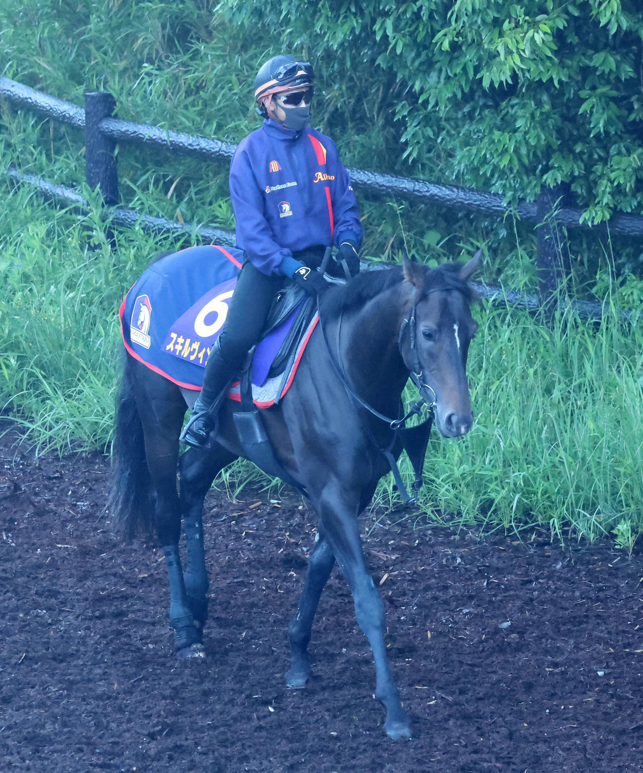 朝もやの中、逍遙馬道で運動するスキルヴィング（撮影・丹羽敏通）