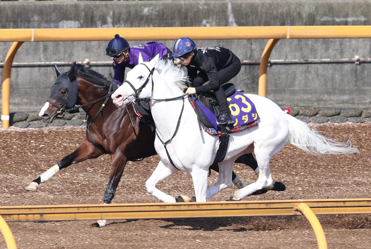Cウッドを併せ馬で追い切る川田騎手騎乗のソダシ（右）と坂井騎手騎乗のドルチェモア（撮影・白石智彦）