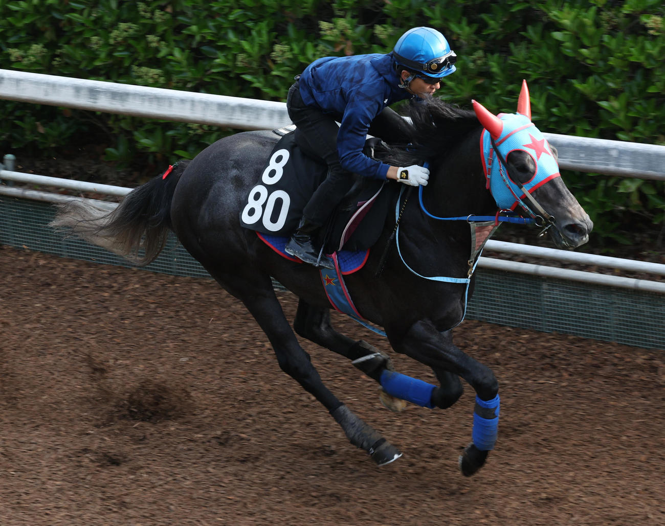 幸騎手を背に坂路で追い切るビッグシーザー