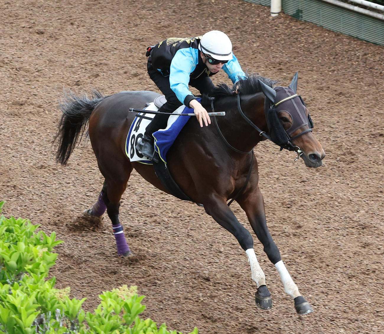 横山和騎手を背に坂路を単走で追い切るカントル（撮影・白石智彦）