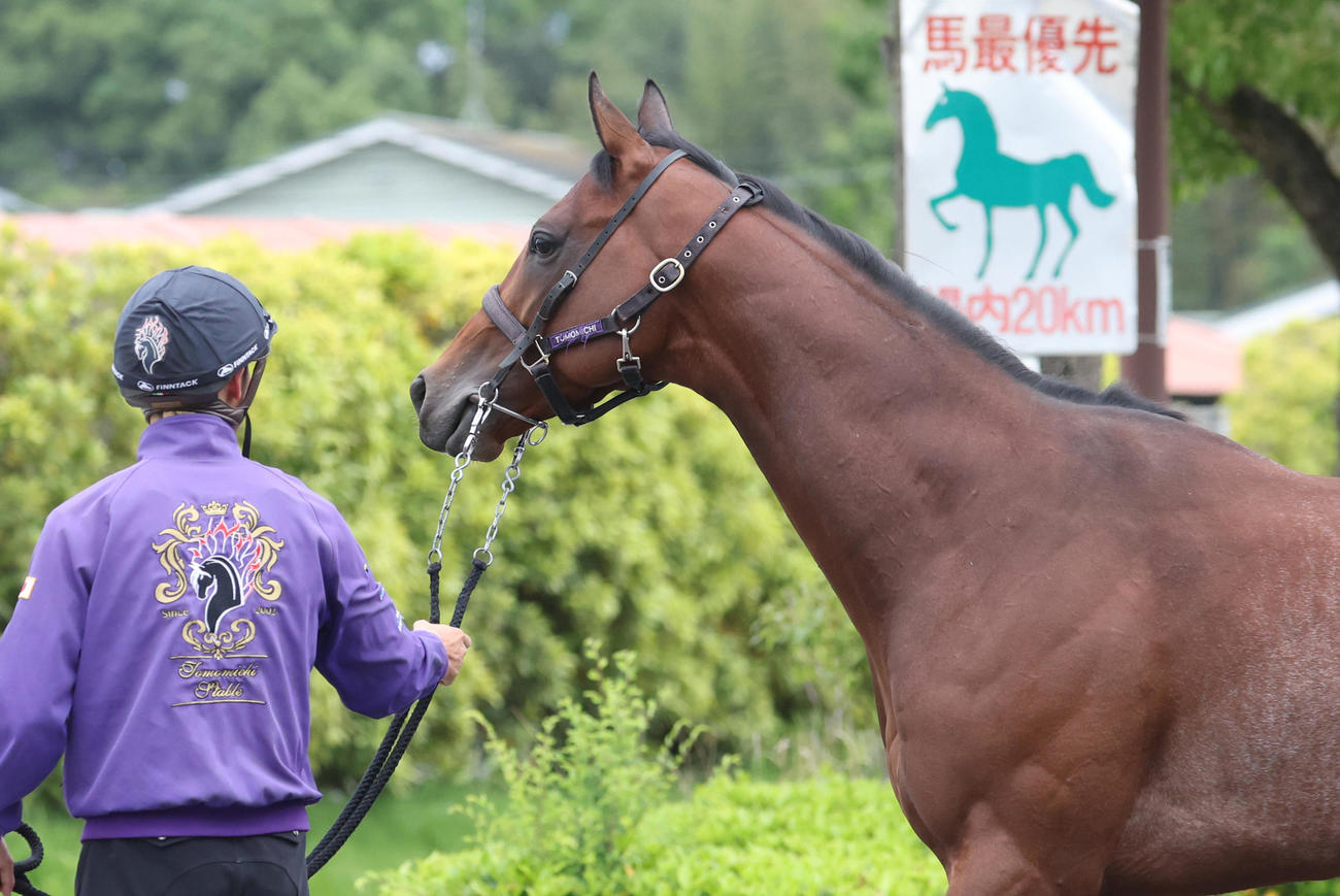 厩舎周りで運動するサトノグランツ