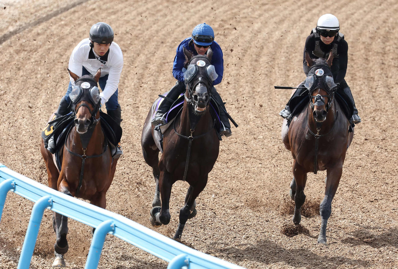 ソングライン（中央）は戸崎騎手を背に美浦ウッドを3頭併せで追い切られた（撮影・丹羽敏通）