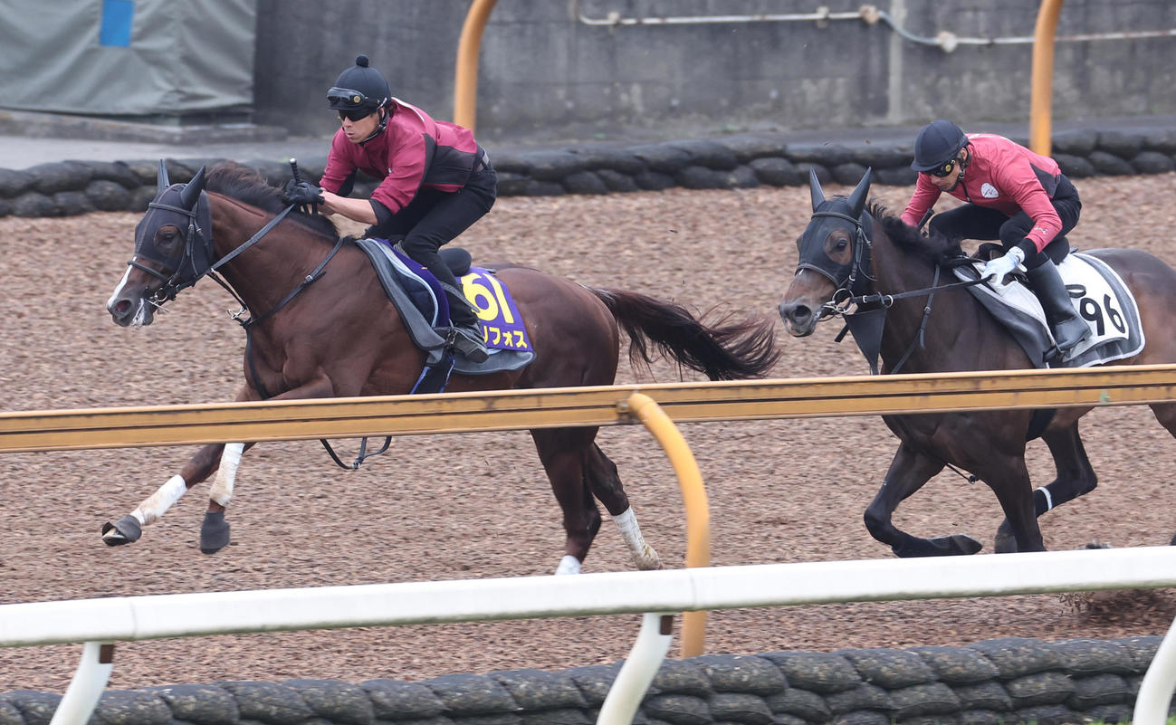 CWコースを併せ馬で追い切るセリフォス（左）