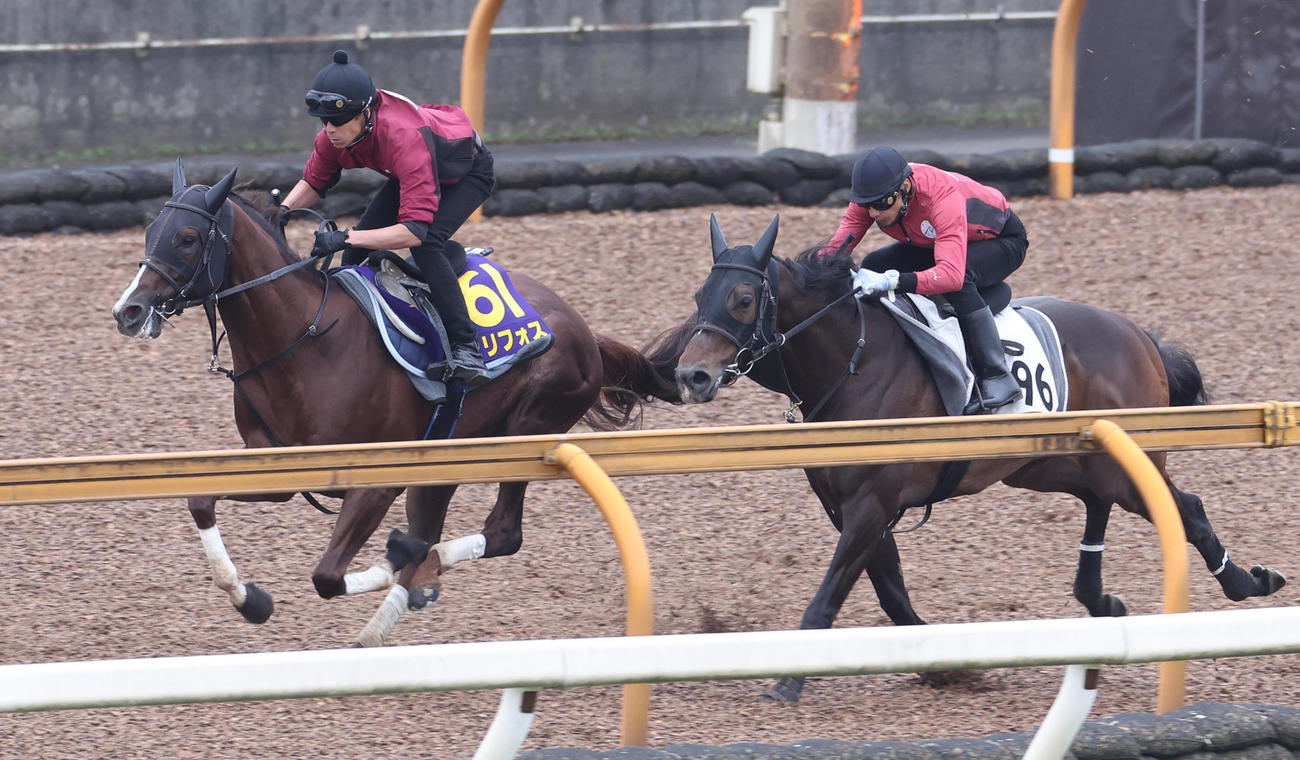 CWコースを併せ馬で追い切るセリフォス（左）