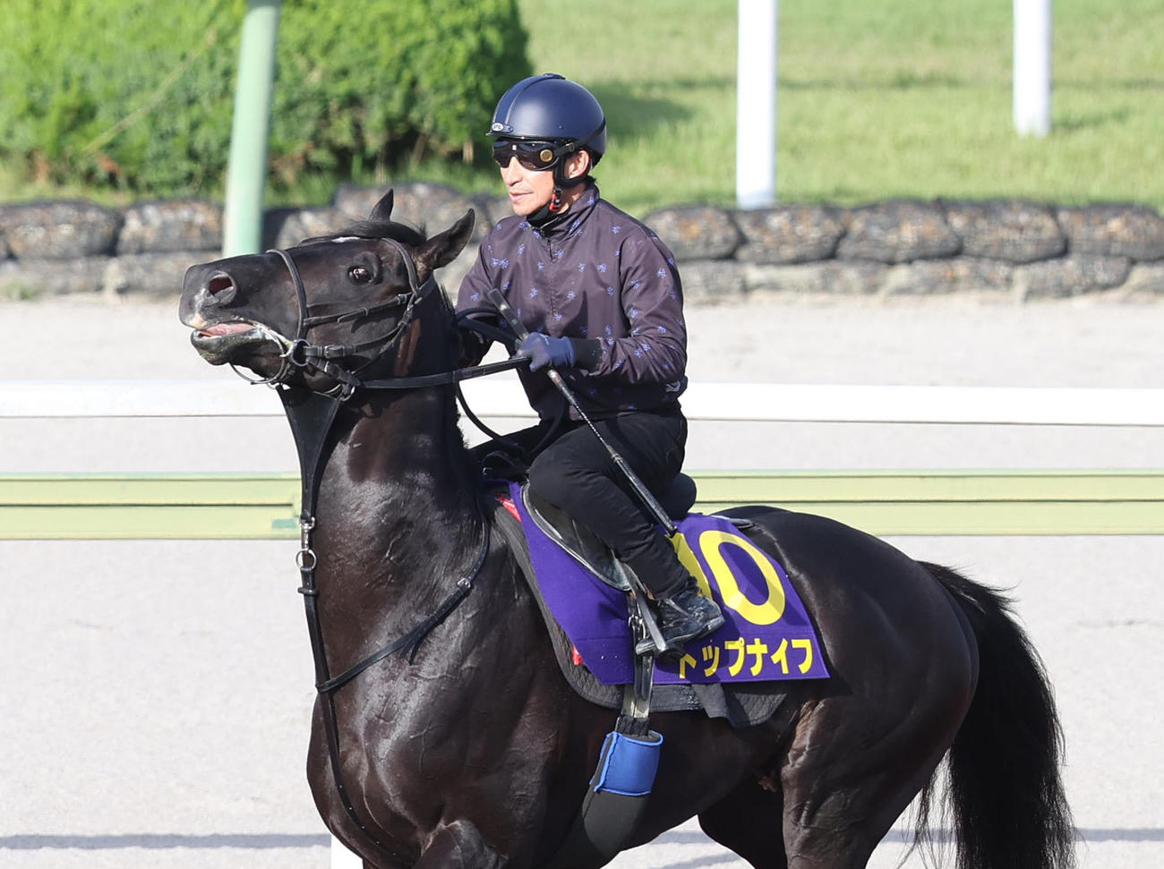 トップナイフ（2023年5月24日撮影）