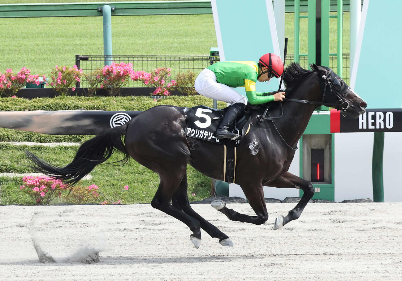 東京9R富嶽賞を制したアウリガテソーロと佐々木騎手（撮影・丹羽敏通）