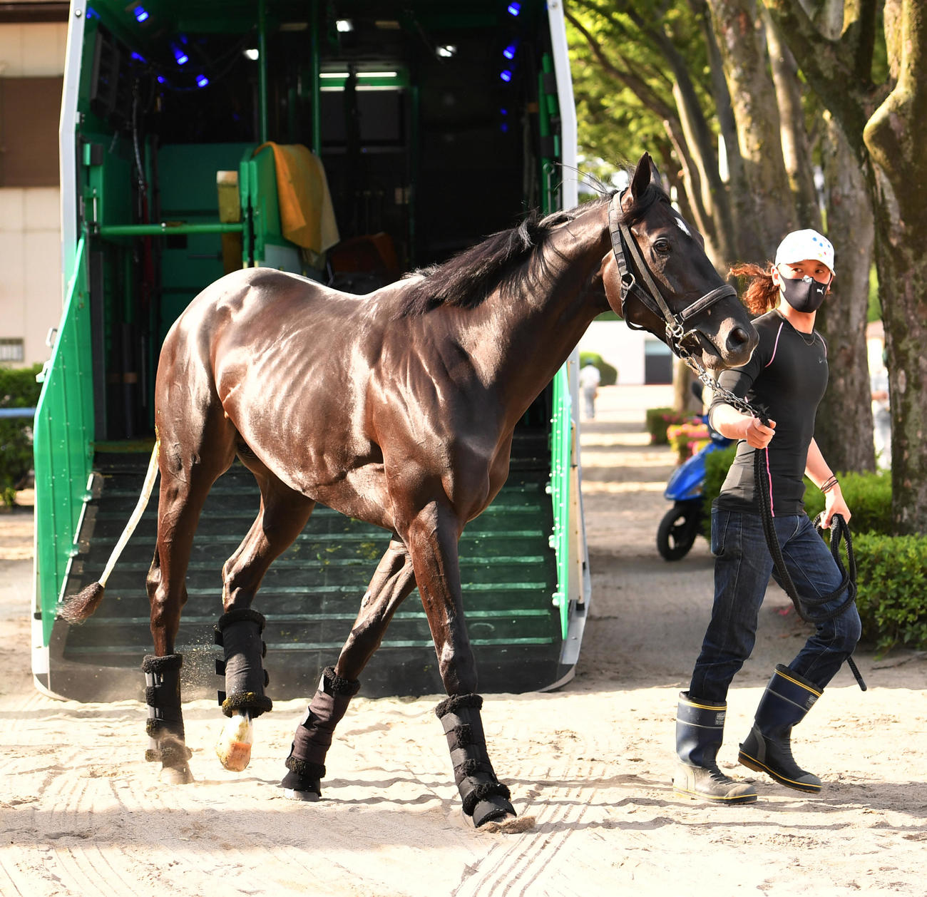 東京競馬場に到着したトップナイフ（撮影・柴田隆二）