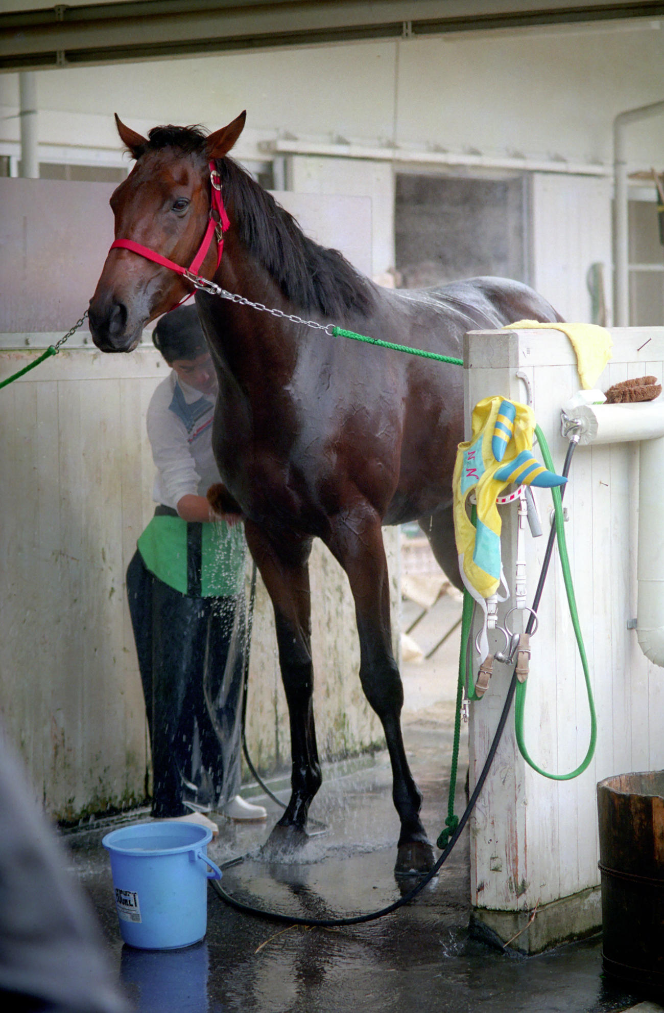 1991年11月、菊花賞の調教後に馬体を洗ってもらうナイスネイチャ