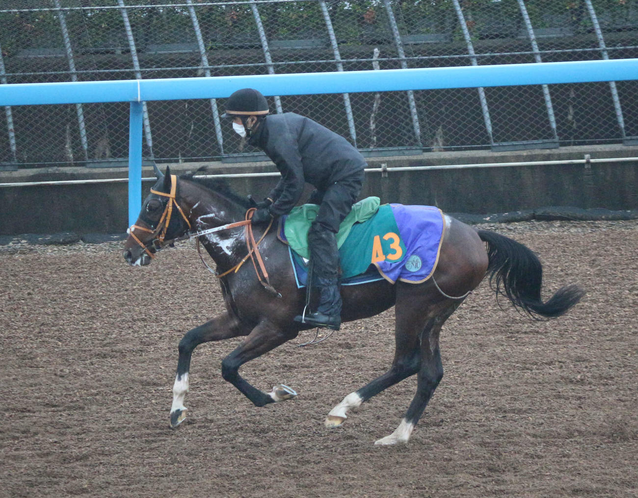 堀厩舎のダノンエアズロック（父モーリス、母モシーン）