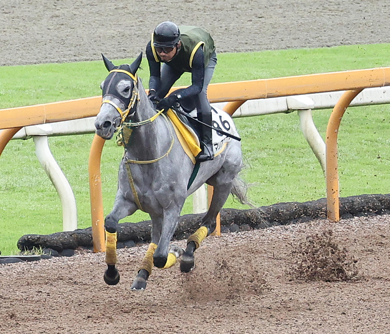 Cウッドを単走で追い切るマリアエレーナ（撮影・白石智彦）