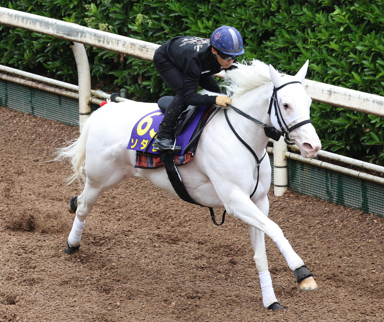川田騎手を背に坂路を単走で追い切るソダシ（撮影・白石智彦）