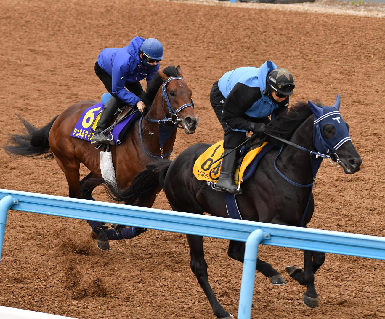 シュネルマイスター（左）はマイネルファンロンと併せて追い切る（撮影・柴田隆二）