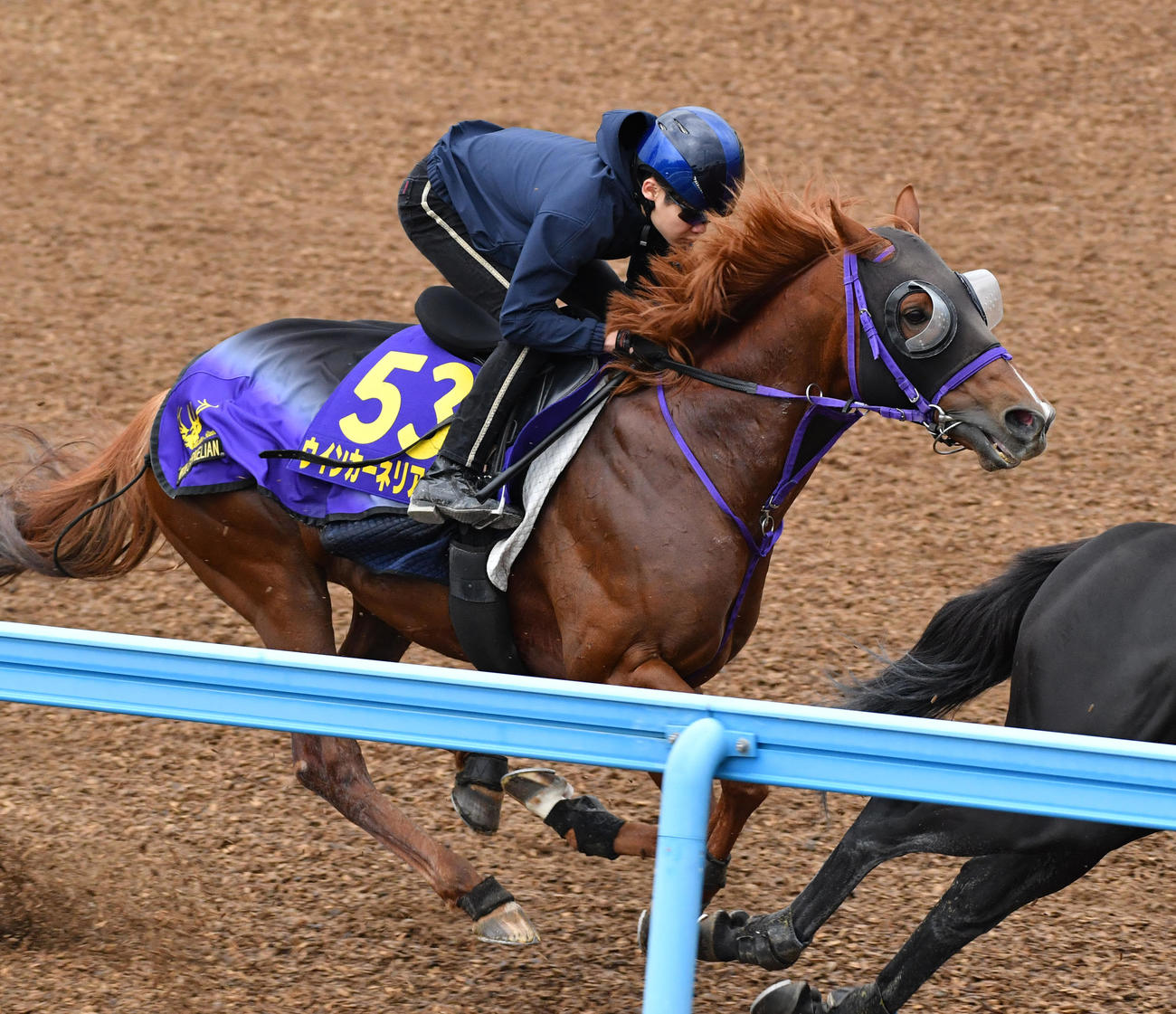 三浦騎手を背にウインカーネリアンはマイネルミュトスと併せて追い切る（撮影・柴田隆二）