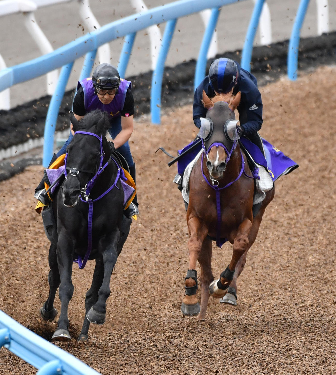 三浦騎手を背にウインカーネリアン（右）はマイネルミュトスと併せて追い切る（撮影・柴田隆二）