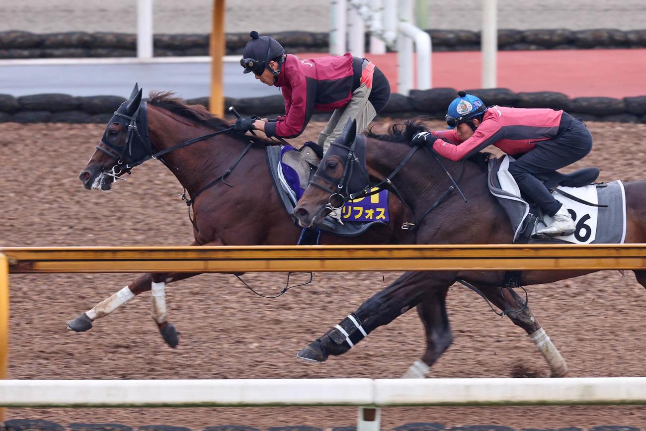 CWコースでアラジンバローズ（右）と併せて追い切られたセリフォス