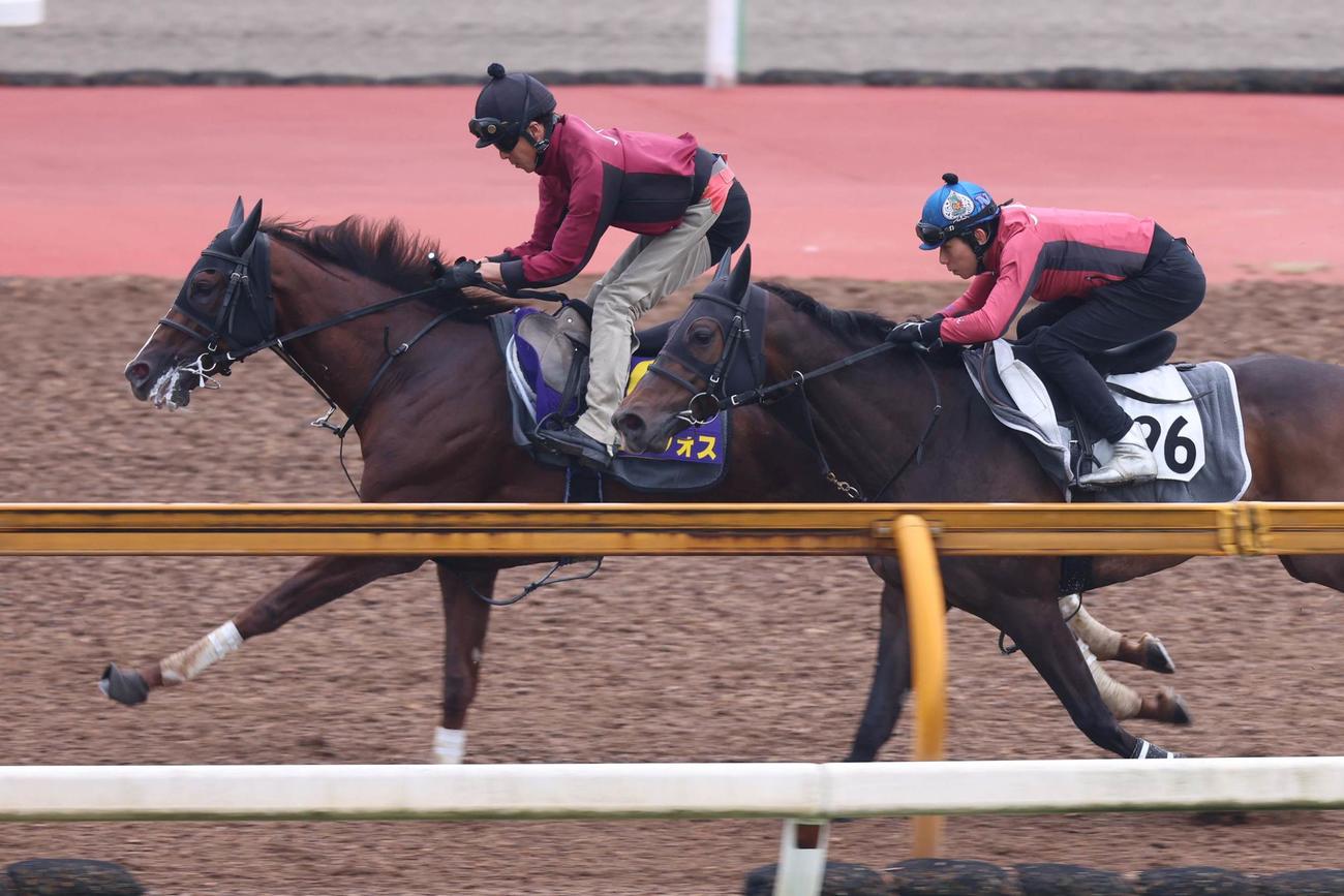 CWコースでアラジンバローズ（右）と併せて追い切られたセリフォス