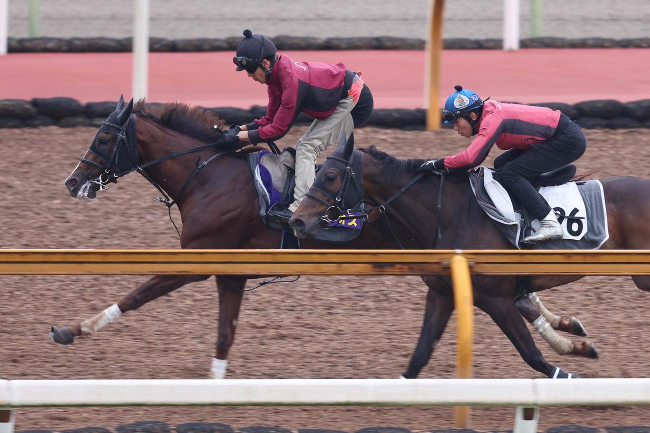 CWコースでアラジンバローズ（右）と併せて追い切られたセリフォス