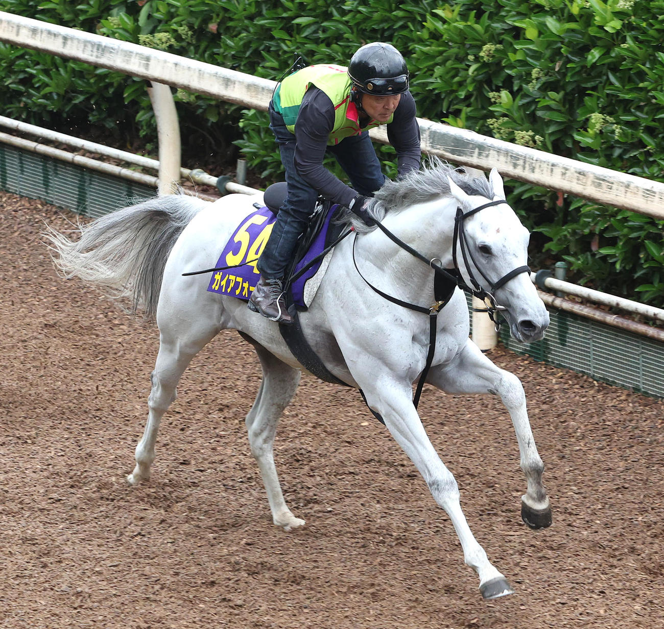 坂路を単走で追い切るガイアフォース（撮影・白石智彦）