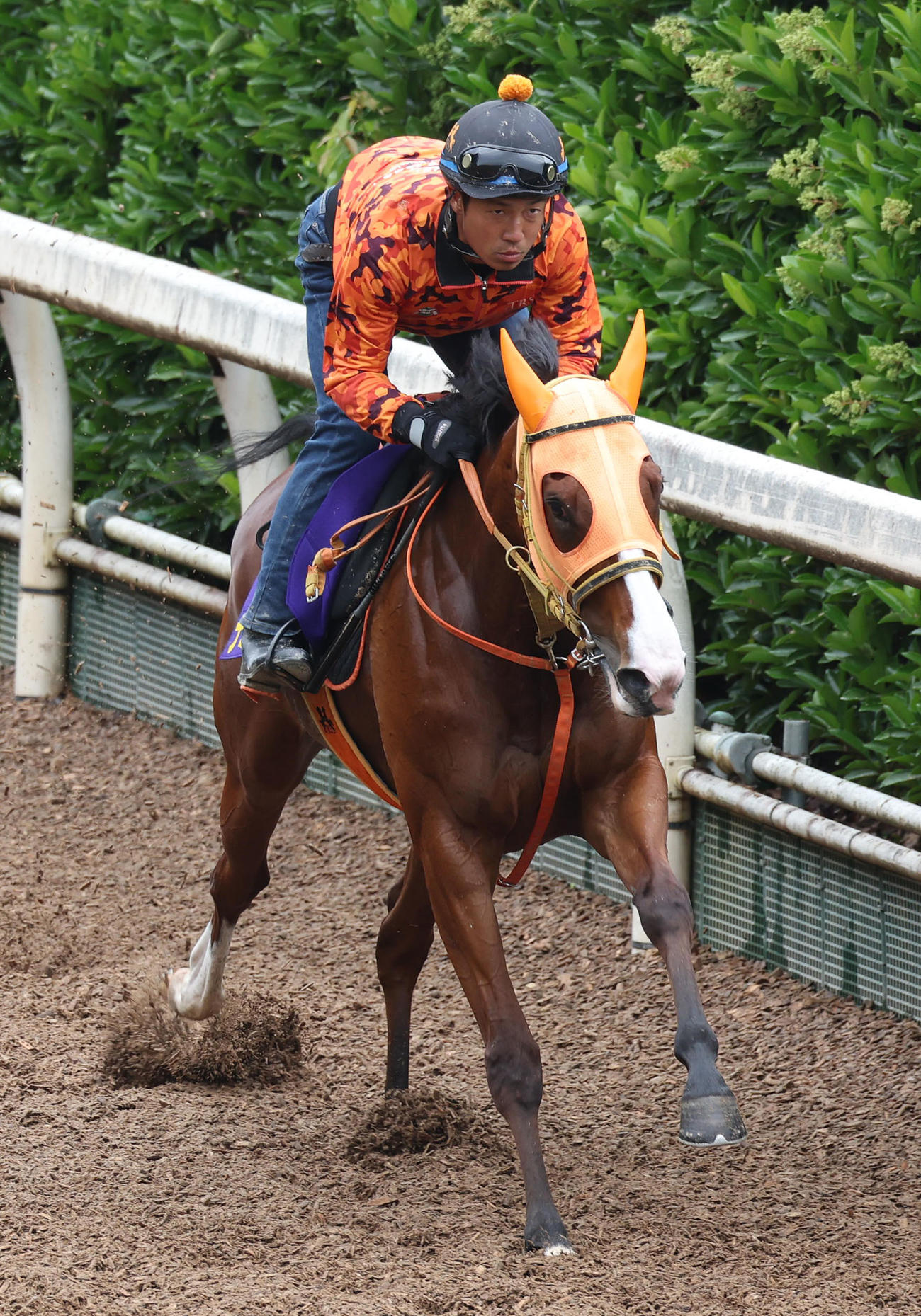坂路を単走で追い切るナミュール（撮影・白石智彦）