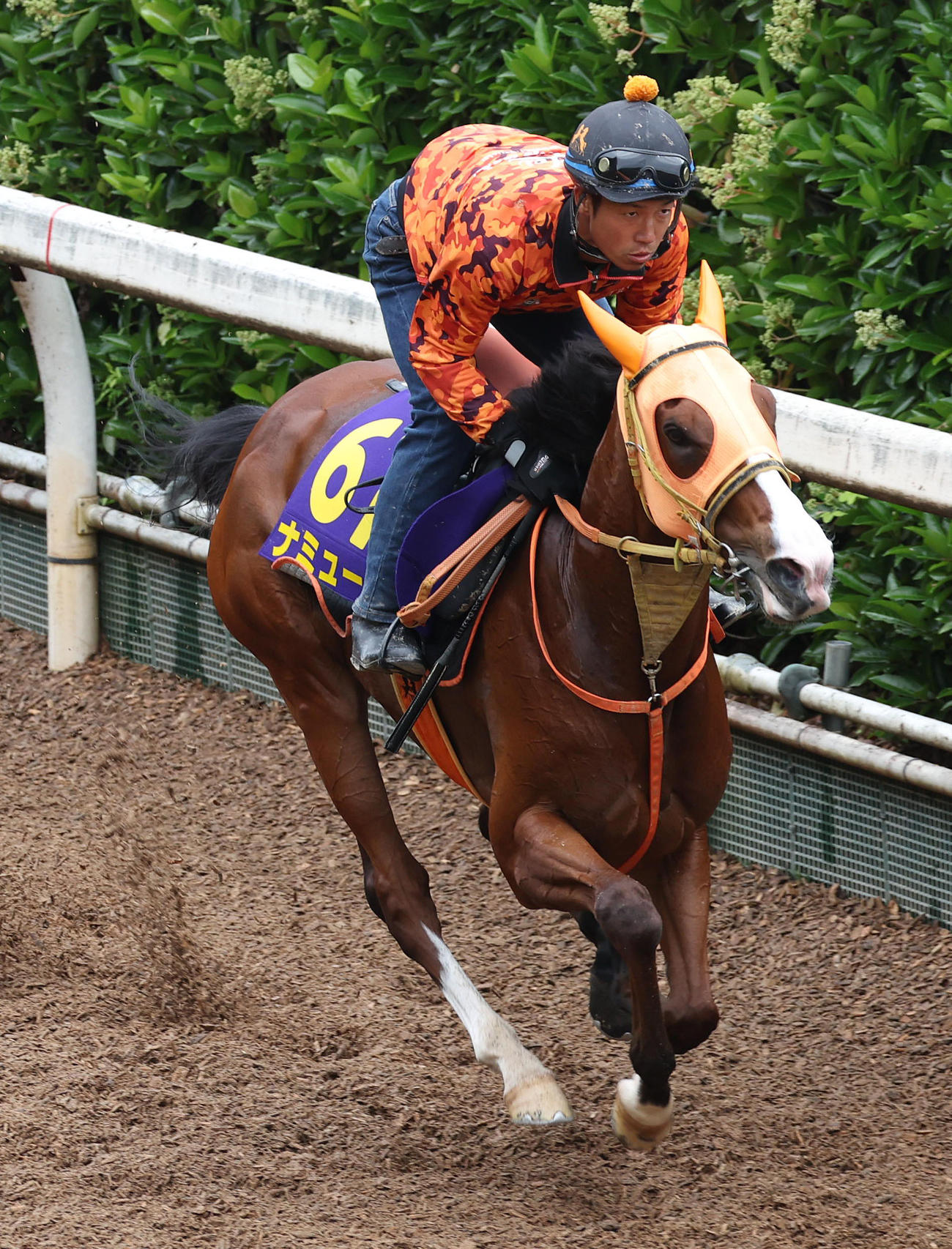 坂路を単走で追い切るナミュール（撮影・白石智彦）